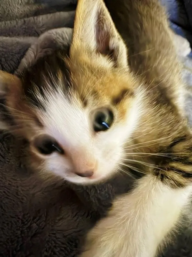 A baby medium-sized male Domestic Short Hair cat named Copper for adoption in Hoover , AL