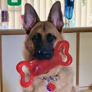 An adult extra large-sized male Black German Shepherd Dog dog named Kody Elendil for adoption in Northbrook, IL