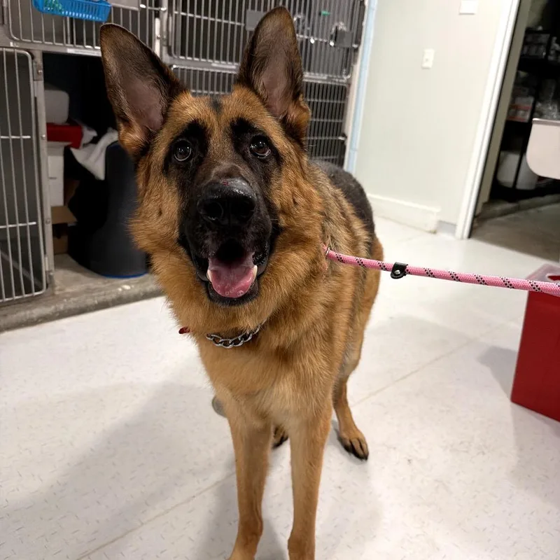 Kody Elendil thumbnail 2