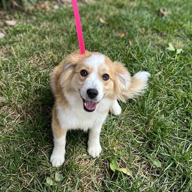 A young medium-sized female Mixed Breed dog named Bethany for adoption in University Place, WA