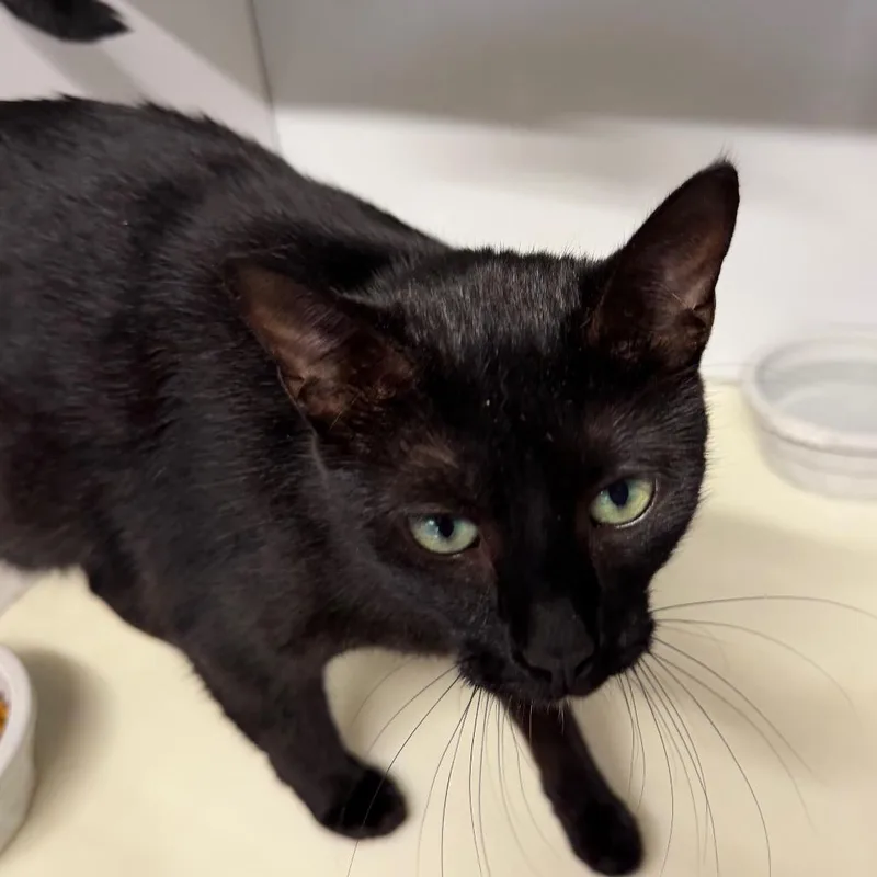 An adult medium-sized female American Shorthair cat named Jennifer for adoption in mount vernon, AR