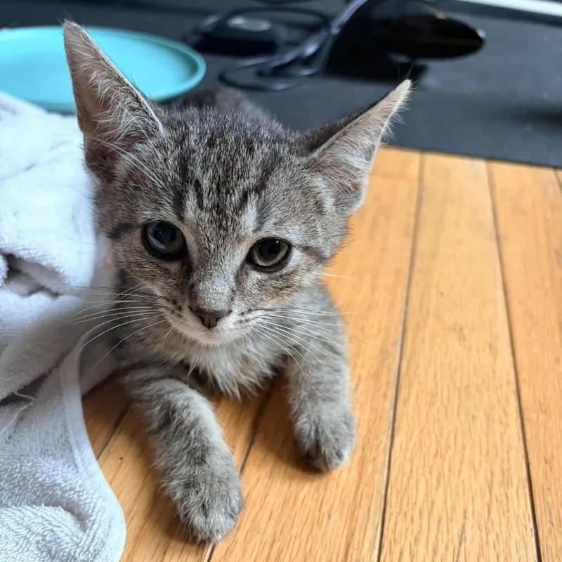 A baby small-sized male Domestic Short Hair cat named Razzle Dazzle for adoption in Jarrettsville, MD