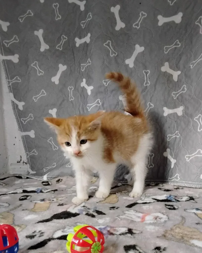Cheddar thumbnail 2