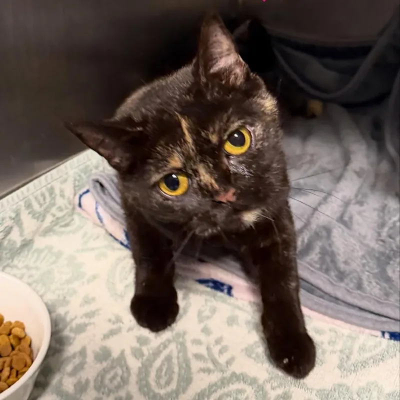 An adult medium-sized female Tortoiseshell Scottish Fold cat named Pudding for adoption in Hampton Bays, NY