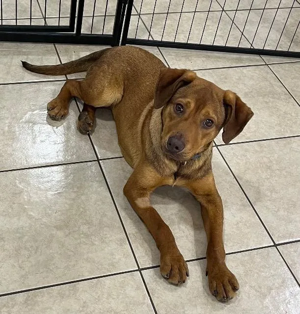 A young medium-sized female Mixed Breed dog named Blair Bear for adoption in Chelmsford, MA