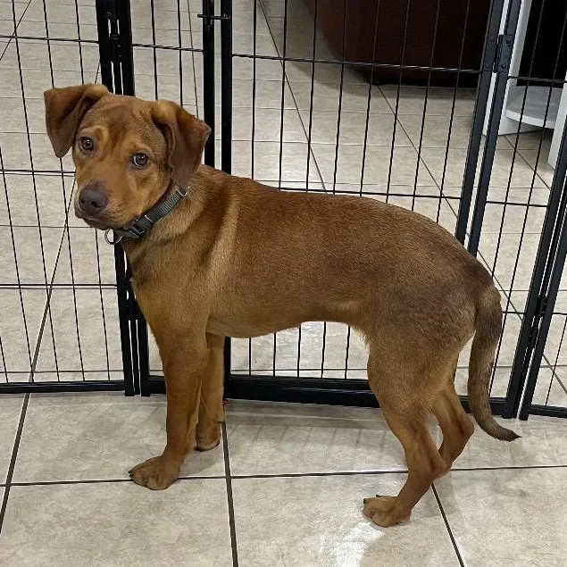 Blair Bear thumbnail 2