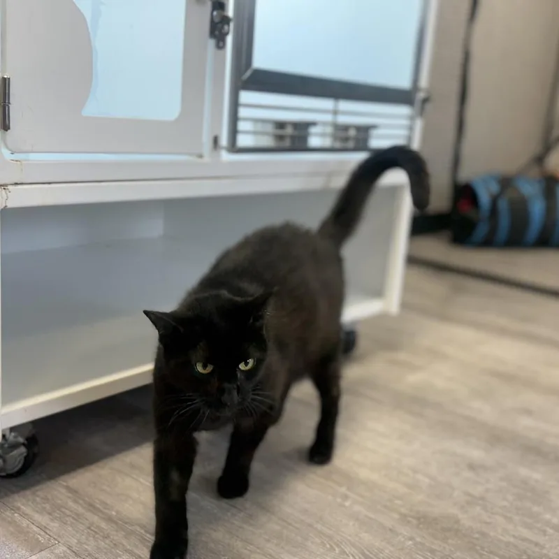 A senior large-sized male Black Domestic Short Hair cat named Lovebug for adoption in Fairfax Station, VA