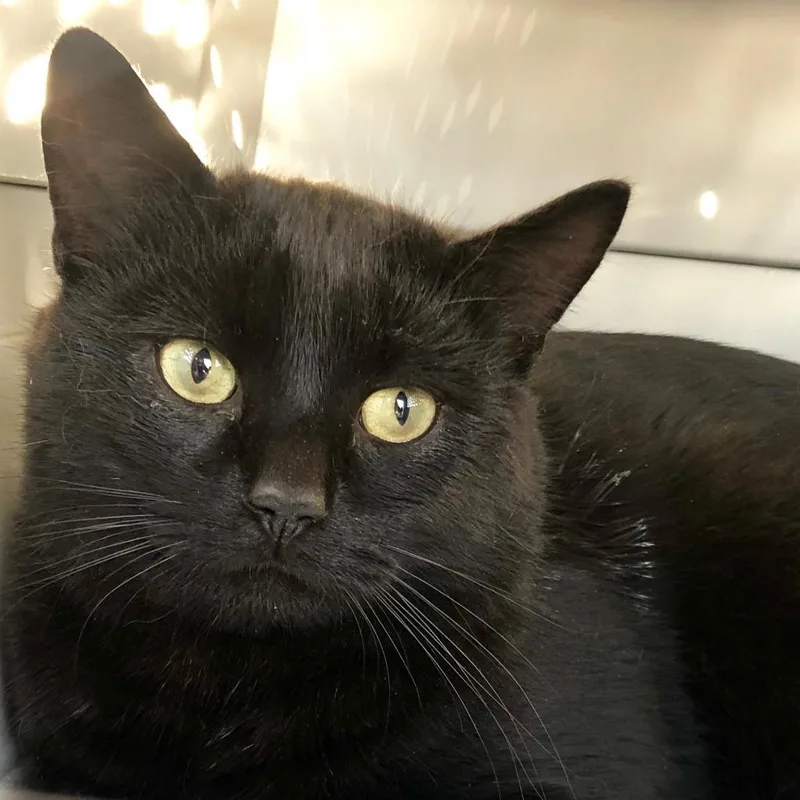 A senior small-sized male Black Domestic Short Hair cat named Black Jack Lavoie for adoption in Merrifield, VA