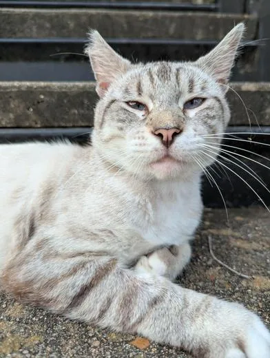 A young medium-sized male Gray & White Siamese cat named Sage for adoption in Liverpool, TX