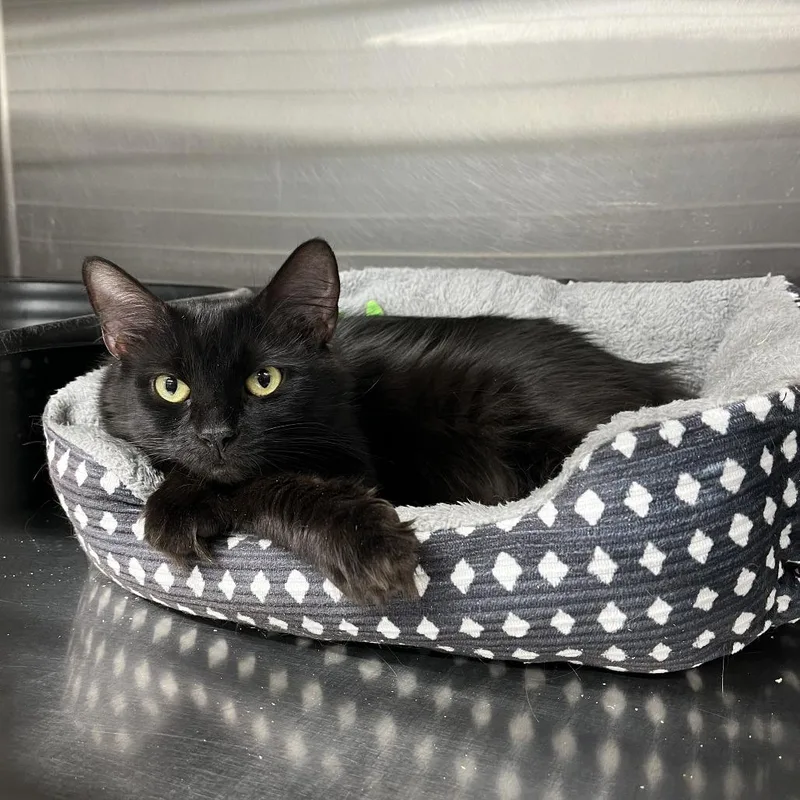 A young medium-sized female Black Domestic Long Hair cat named Zara for adoption in Kennebunk, ME