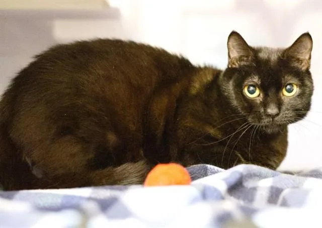 A young small-sized female Domestic Short Hair cat named Billie for adoption in South Lake Tahoe, CA