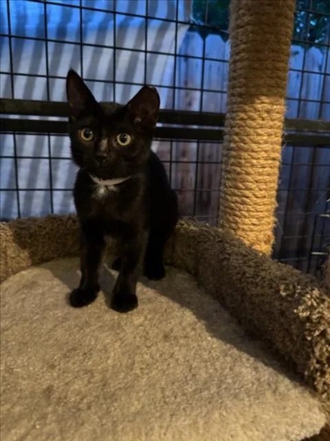 A baby medium-sized female Black Domestic Short Hair cat named Amelia for adoption in Woodland, CA