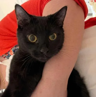 A young medium-sized female Black Domestic Short Hair cat named Sapphire for adoption in New York, NY