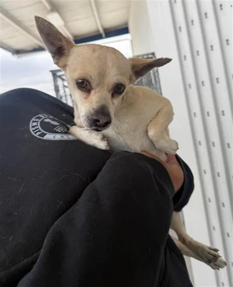 An adult small-sized male Chihuahua dog named Nugget for adoption in Bakersfield, CA