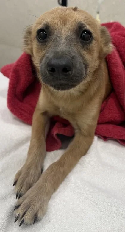 A baby small-sized male Terrier dog named Rocket for adoption in Honolulu, HI