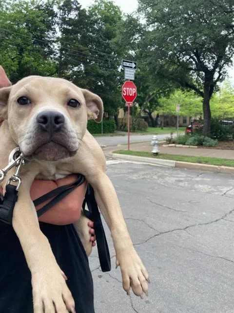 A young large-sized female Mixed Breed dog named Lily for adoption in Dallas, TX