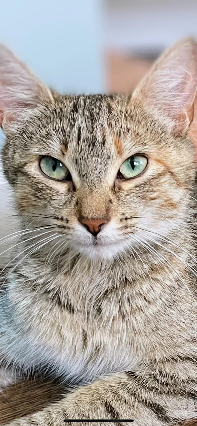 A young small-sized female Tabby (Tiger Striped) Domestic Short Hair cat named Penny for adoption in Syosset, NY