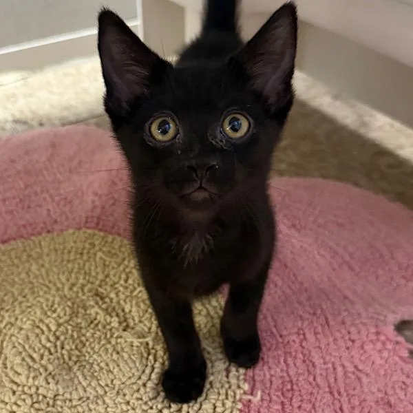 A baby small-sized male Domestic Short Hair cat named Zion for adoption in Des Moines, IA