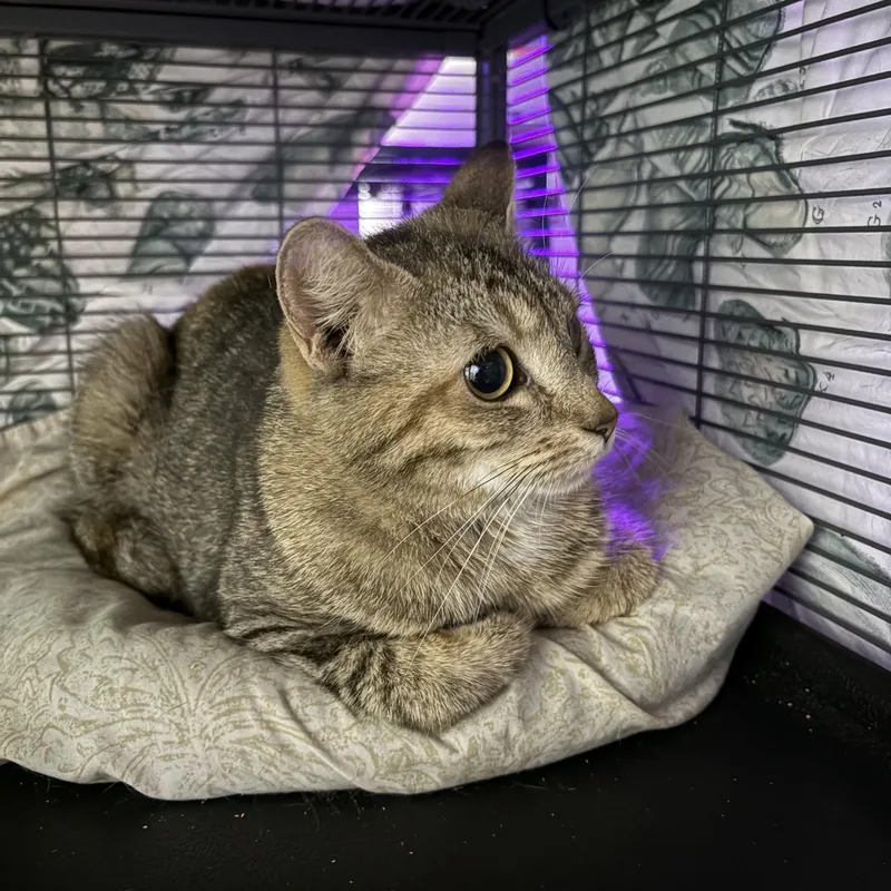 An adult medium-sized male Domestic Short Hair cat named Torres for adoption in Albemarle, NC