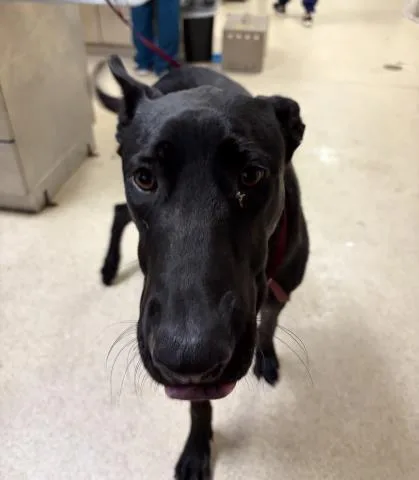 A young large-sized male Belgian Shepherd / Malinois dog named Bruce Wayne for adoption in Riverside, CA