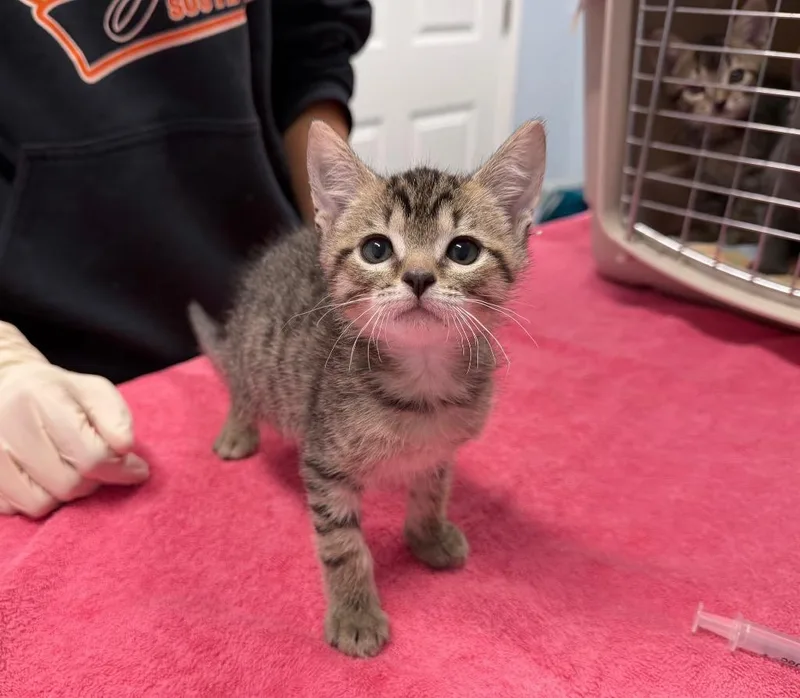 A baby medium-sized female Domestic Short Hair cat named Thrymr for adoption in Raleigh, NC