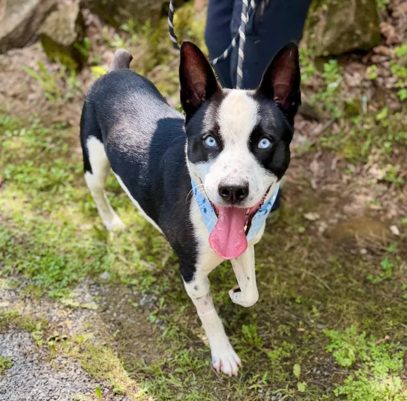 An adult large-sized male Cattle Dog dog named Sterling for adoption in Ellijay, GA