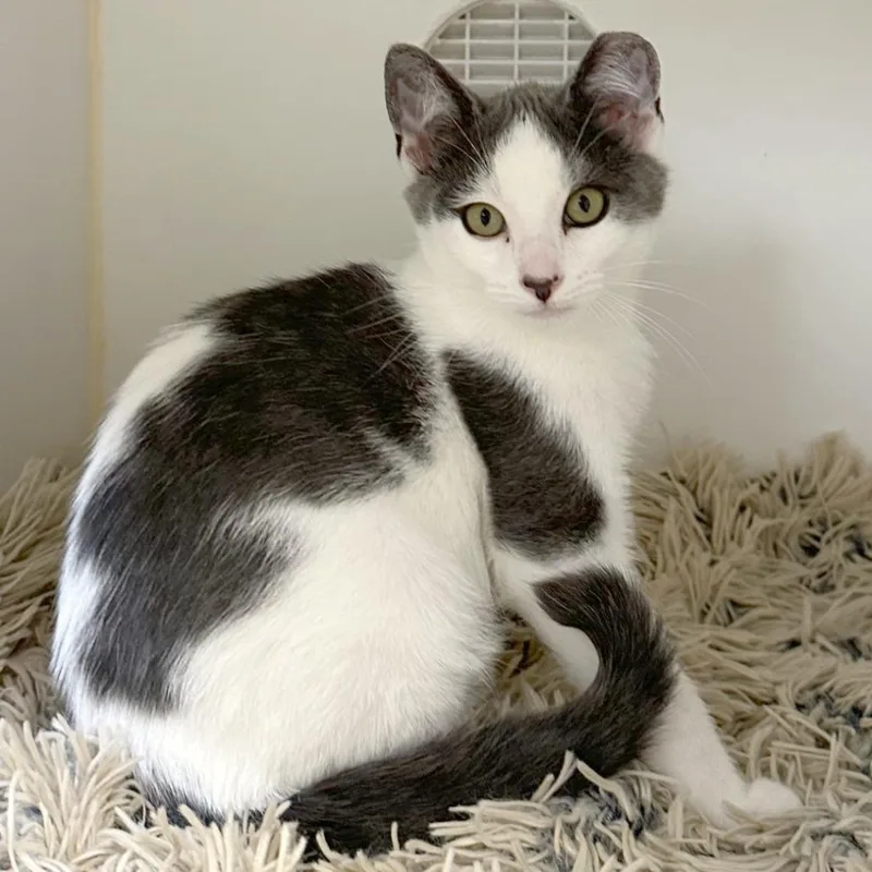A baby small-sized male Gray / Blue / Silver Domestic Short Hair cat named Hootin for adoption in Woodinville, WA