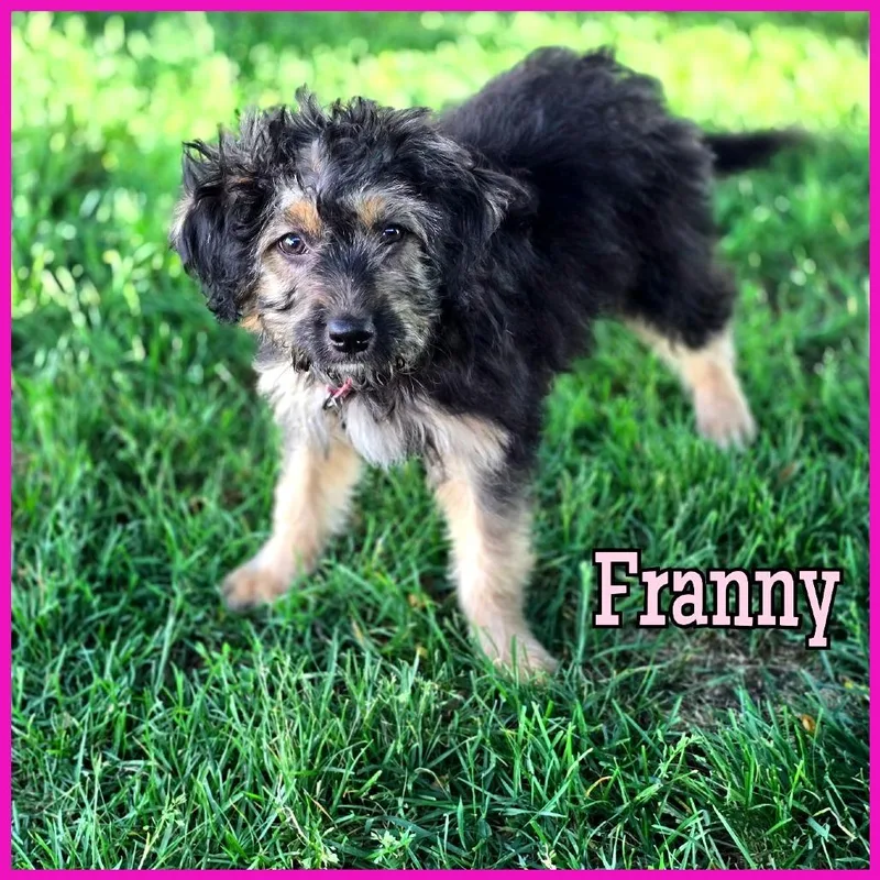 A baby medium-sized female Black Mixed Breed dog named Franny for adoption in Joliet, IL