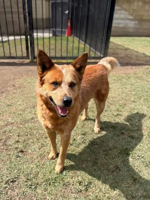 A young medium-sized male Australian Cattle Dog / Blue Heeler dog named Brian for adoption in Riverside, CA