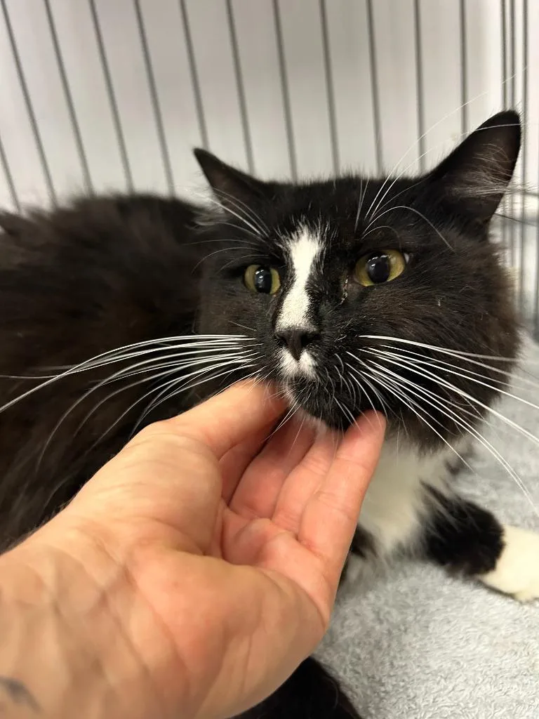 A young small-sized male Domestic Short Hair cat named Buzz for adoption in Thousand Oaks, CA