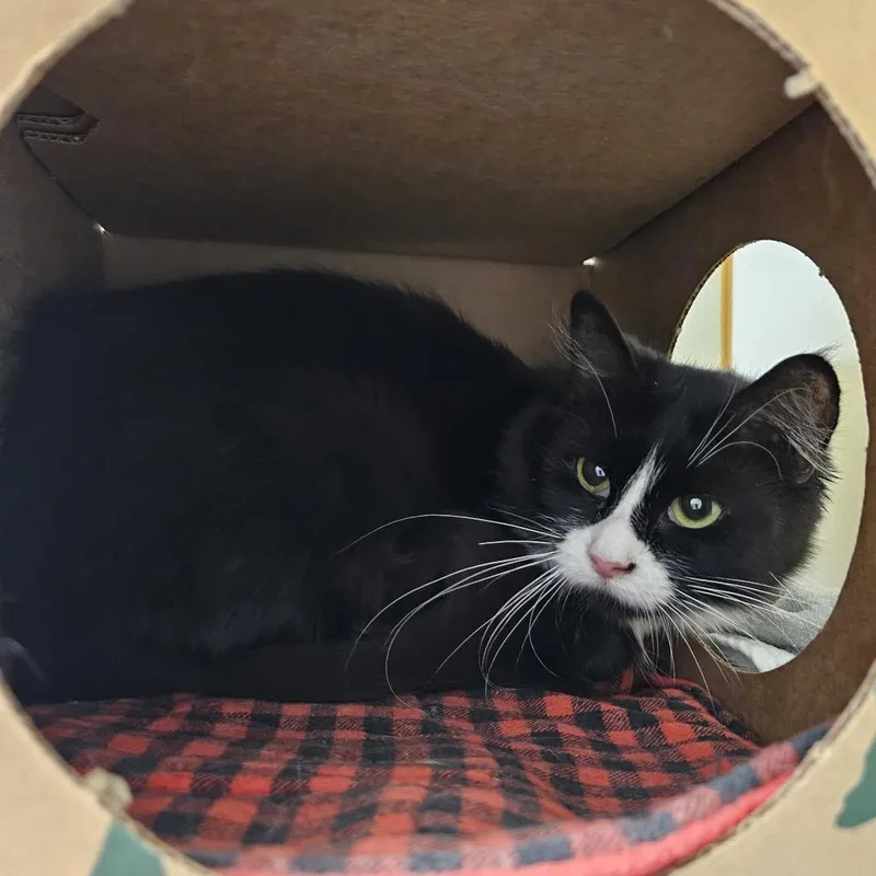 An adult medium-sized female Black Domestic Short Hair cat named Pink for adoption in Fairport, NY