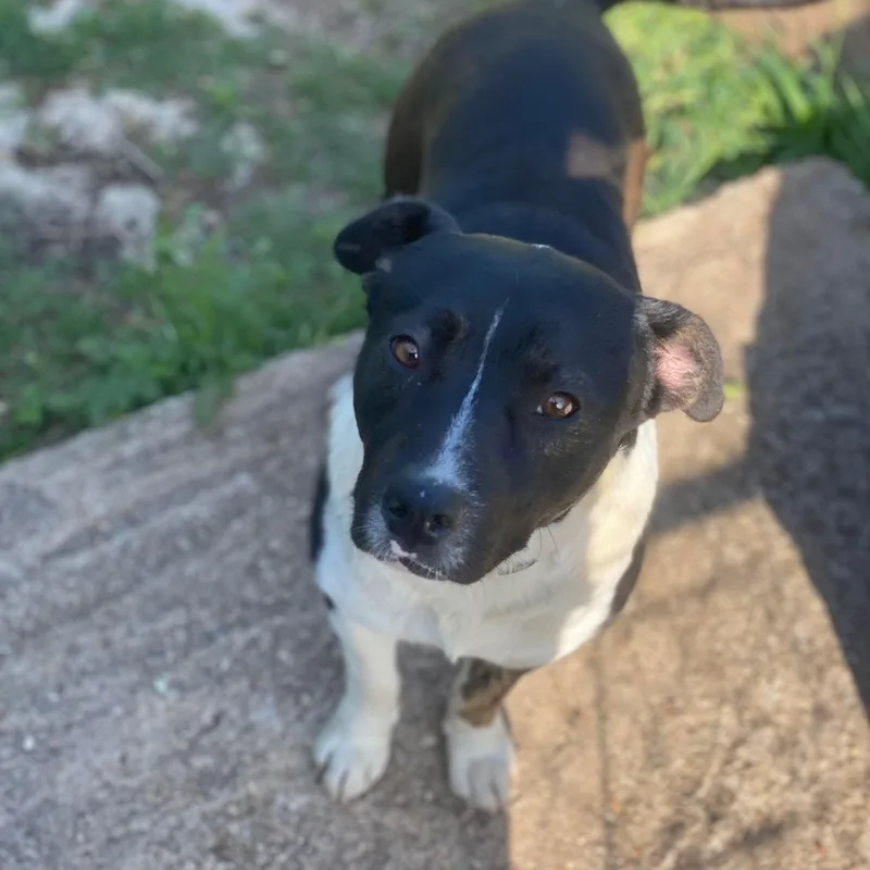 An adult medium-sized male Black Pit Bull Terrier dog named Roger for adoption in Denison, TX