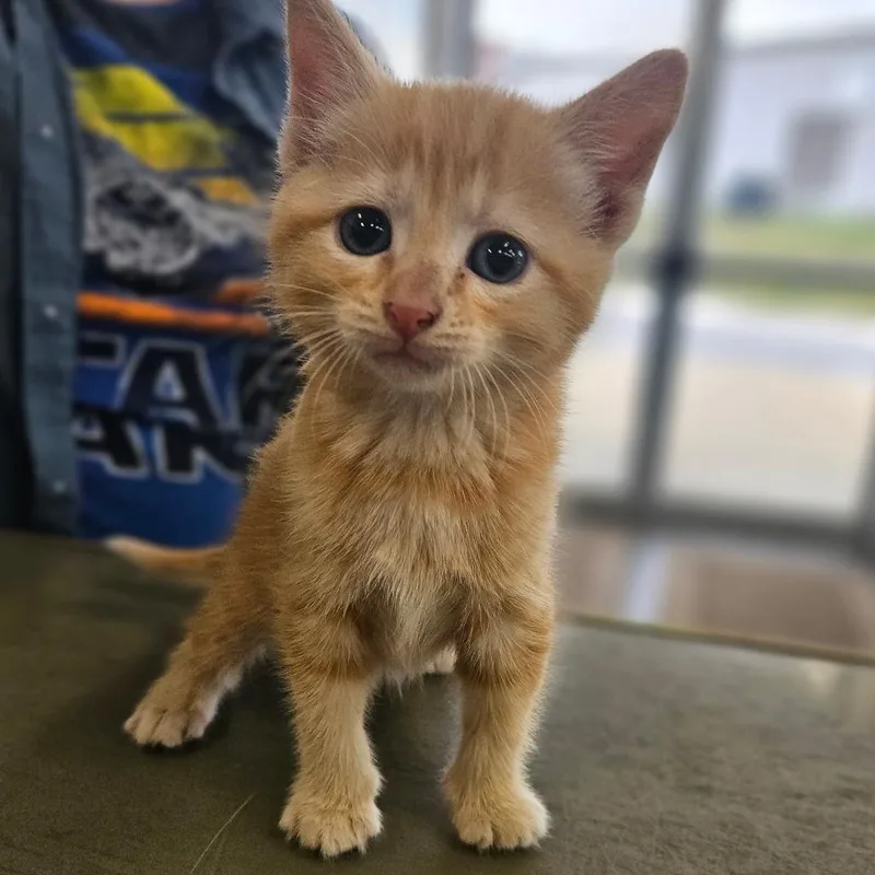 A baby small-sized female Orange / Red Domestic Short Hair cat named Hellen for adoption in Montgomery, AL