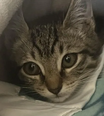 A young small-sized male Domestic Short Hair cat named Pluto for adoption in Roseville, CA