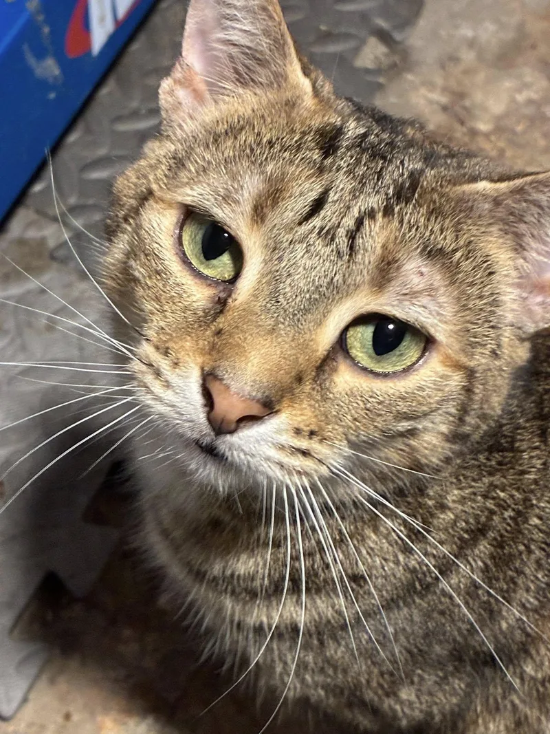 An adult large-sized female Domestic Short Hair cat named Slappy for adoption in BREINIGSVILLE, PA