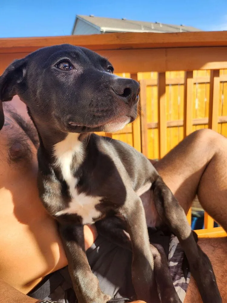 A baby small-sized female Tricolor (Brown, Black, & White) Mixed Breed dog named Rhea for adoption in Colorado Springs, CO
