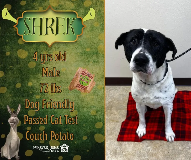 An adult large-sized male English Pointer dog named Shrek for adoption in Lumberton, TX