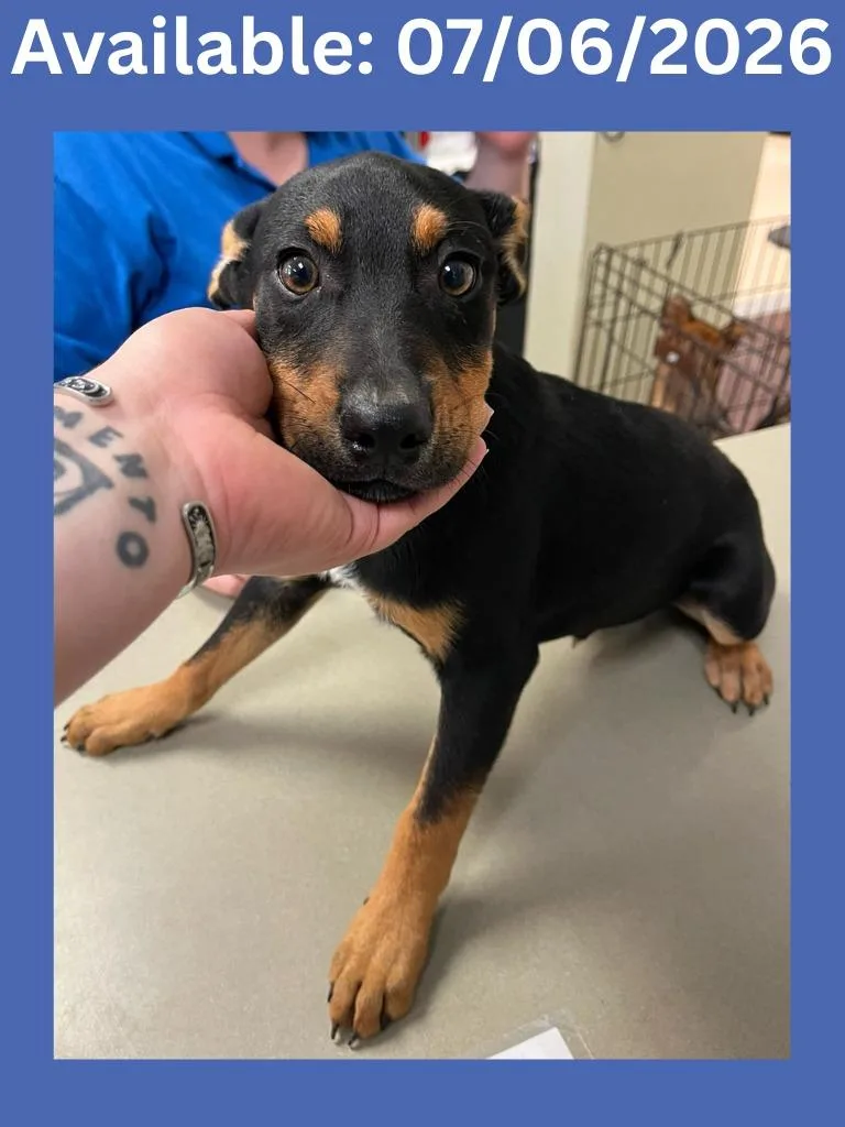 A baby medium-sized male Cattle Dog dog named Dog Kennel for adoption in Greenville, TX