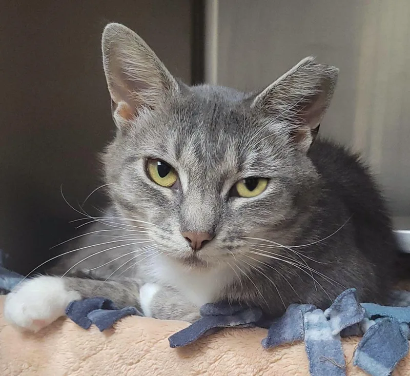An adult medium-sized female Gray / Blue / Silver Domestic Short Hair cat named Silverstream for adoption in Plover, WI