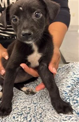 A baby small-sized female Labrador Retriever dog named Pepper for adoption in Corpus Christi, TX