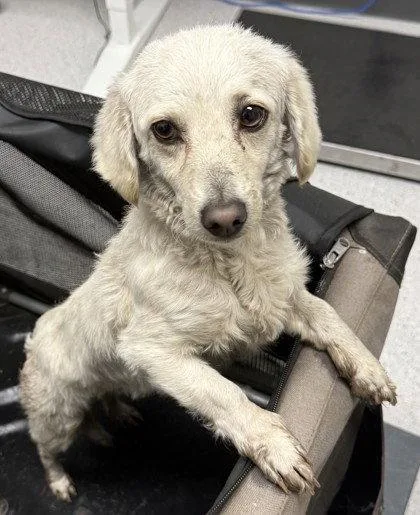 A young small-sized female Maltese dog named Binky for adoption in Oakland, CA