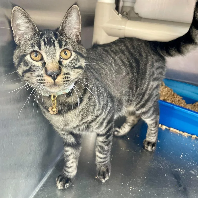 A young small-sized female Black Domestic Short Hair cat named Preheated Oven for adoption in Carencro, LA