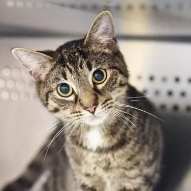A young medium-sized male Tabby (Brown / Chocolate) Domestic Short Hair cat named Evander for adoption in Reisterstown, MD