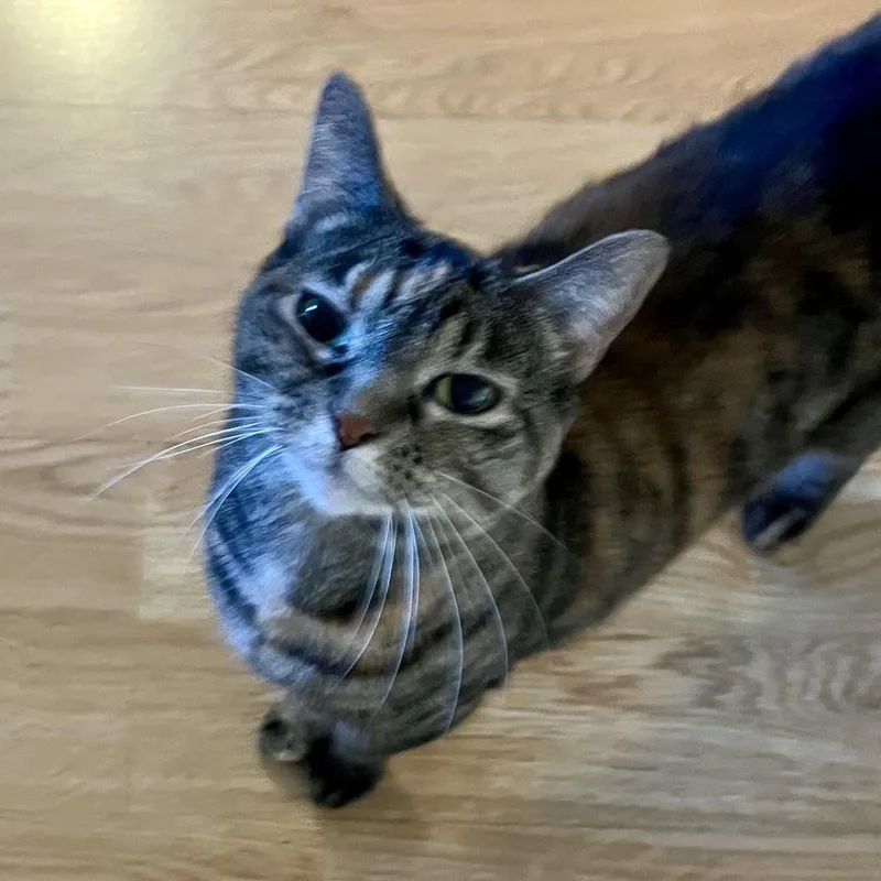 An adult medium-sized female Torbie cat named Delilah for adoption in Memphis, TN
