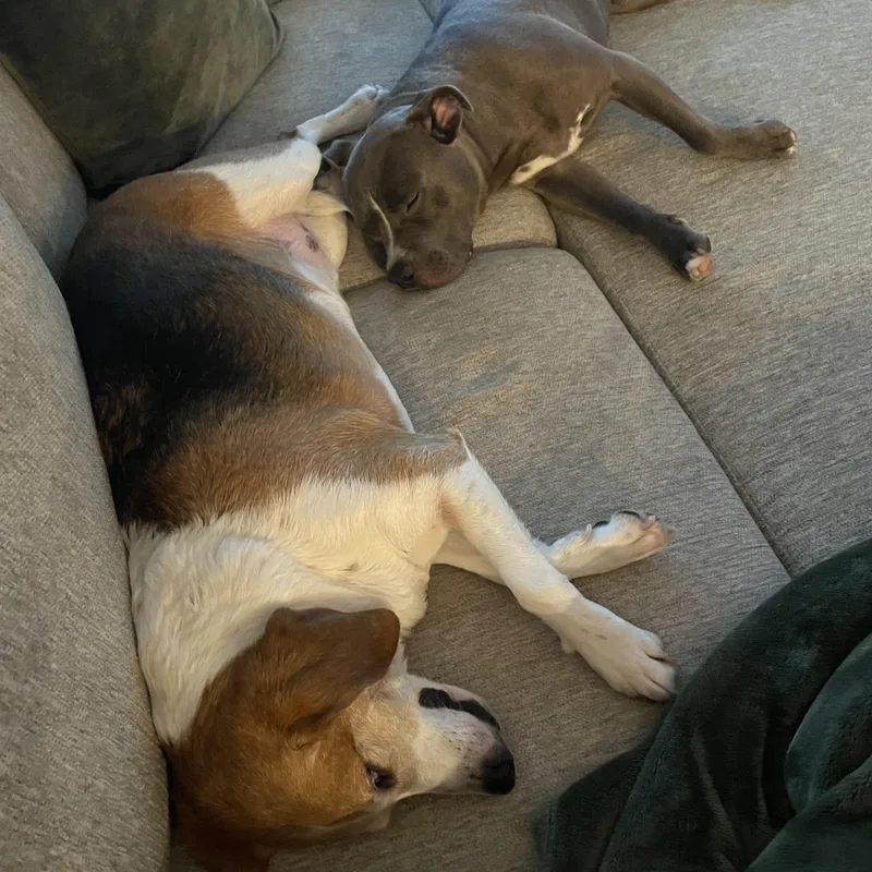 An adult medium-sized male Gray / Blue / Silver American Staffordshire Terrier dog named Blue for adoption in New York, NY