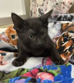 A baby small-sized male Black Domestic Short Hair cat named Remy for adoption in Parlier, CA