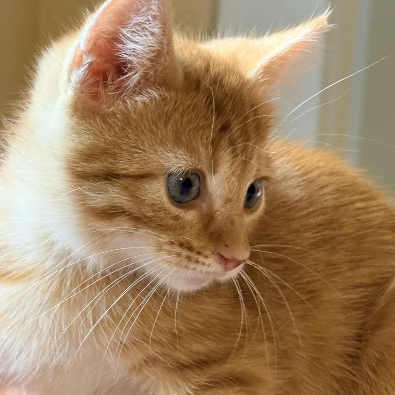 A baby medium-sized male Tabby (Orange / Red) Domestic Short Hair cat named Sunny for adoption in Liverpool, TX