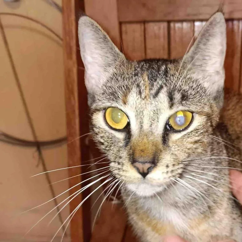 A young medium-sized female Brown / Chocolate Domestic Short Hair cat named Mama Juniper for adoption in Gonzales, LA