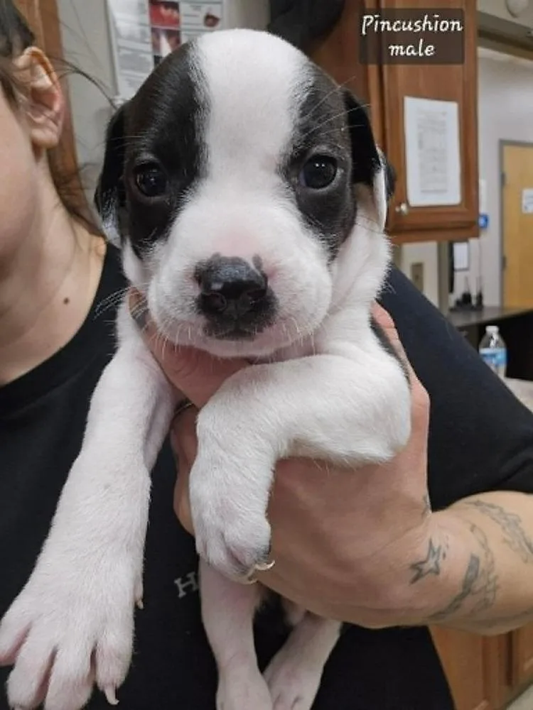 A baby medium-sized male Tricolor (Brown, Black, & White) Pit Bull Terrier dog named Pincushionmale for adoption in Wenonah, NJ