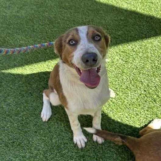 A baby medium-sized female Brown / Chocolate Australian Shepherd dog named Celine for adoption in Hawthorne, CA